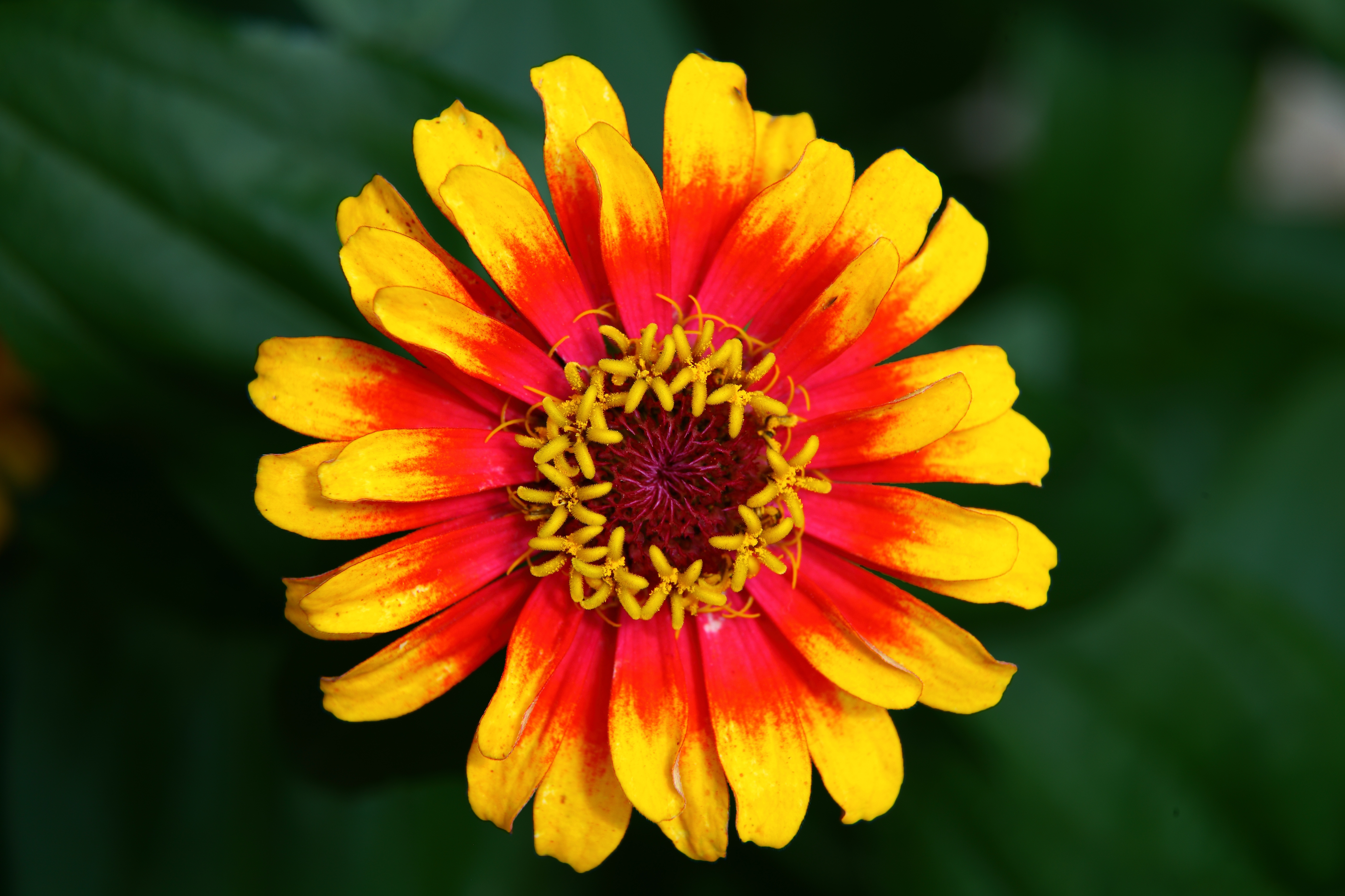 hippieflower.jpg