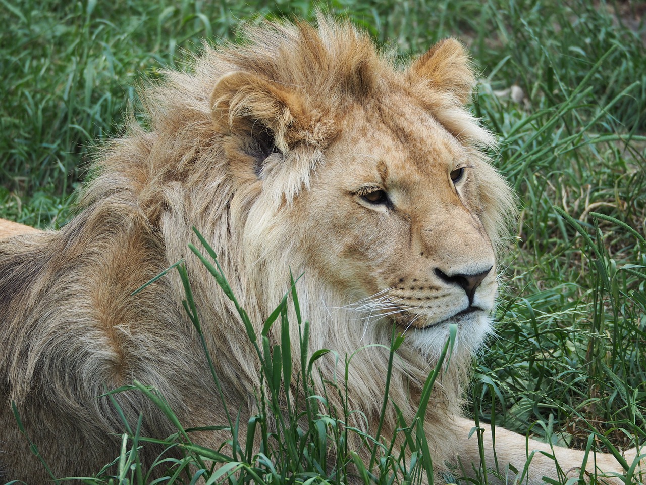 lion.jpg
