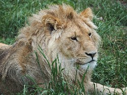 smalllion.jpg