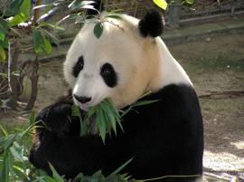 smallpanda.png