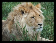 lion with black border frame