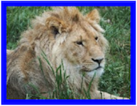 lion picture with blue frame border